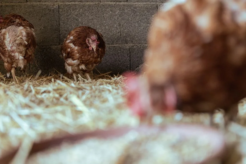 Sand for Chicken Coops: A Buyer's Guide to Floor Options