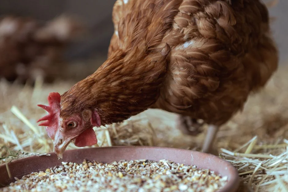 Chicken Coop Bedding Guide: Pine Shavings vs Hemp