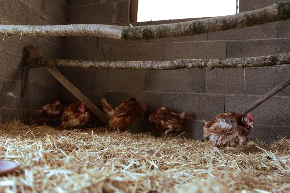 Chicken Coop Cleaning Supplies: 5 Products Compared