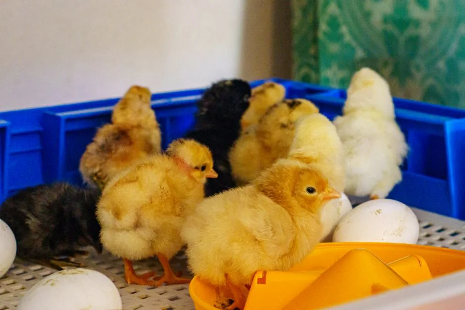 Chicken Brooder Box Guide: Top Picks for Chick Care