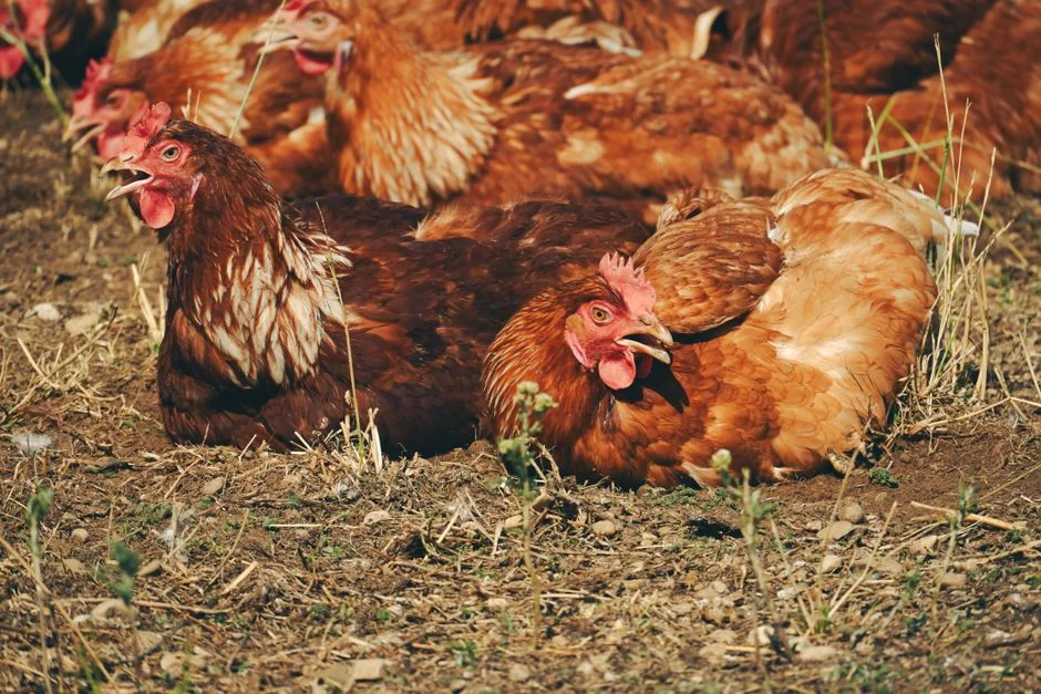 Chick Brooder Heater Guide: Top Picks for Safe Heat