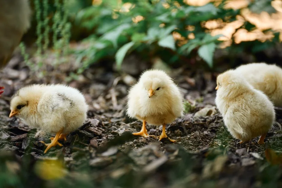 Big Red Barn Chicken Brooder Reviewed: Worth the Mid-Range Price
