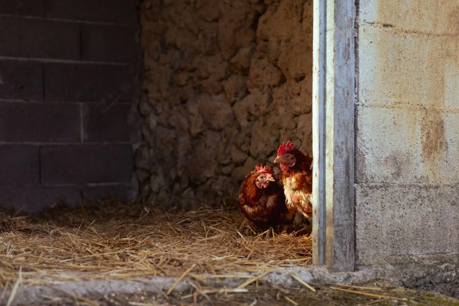 Brooder Plate for Chicks: Buyer's Guide and Top Picks