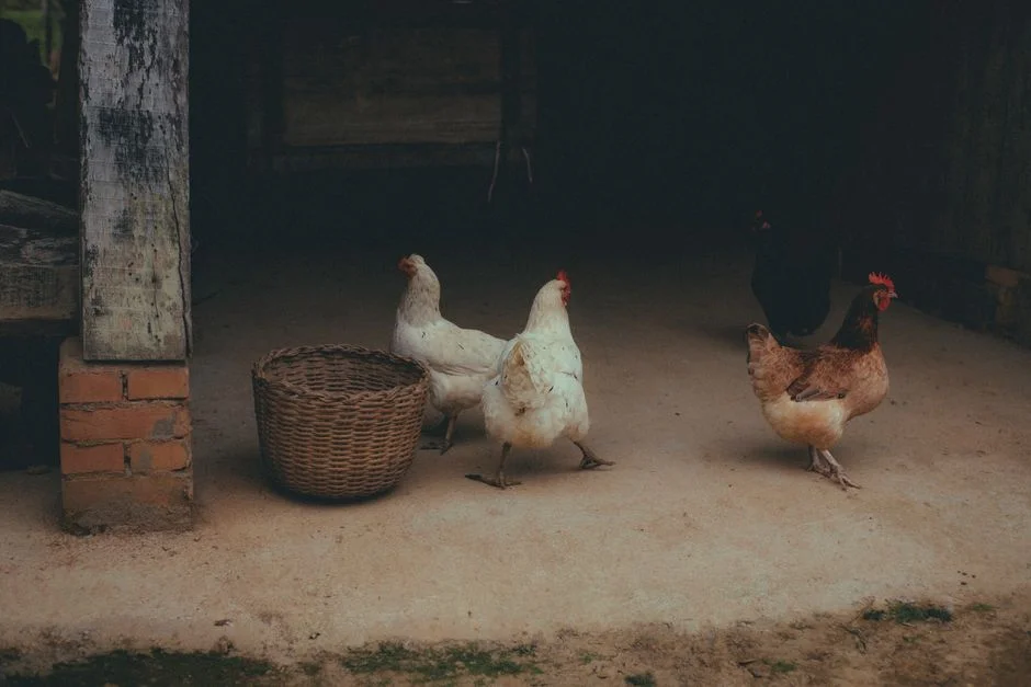 Automatic Chicken Coop Door Buyer's Guide: What to Know