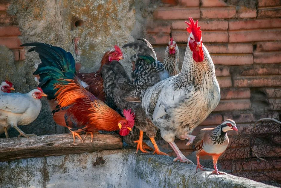 Electric Chicken Fence Buyer's Guide: What to Know