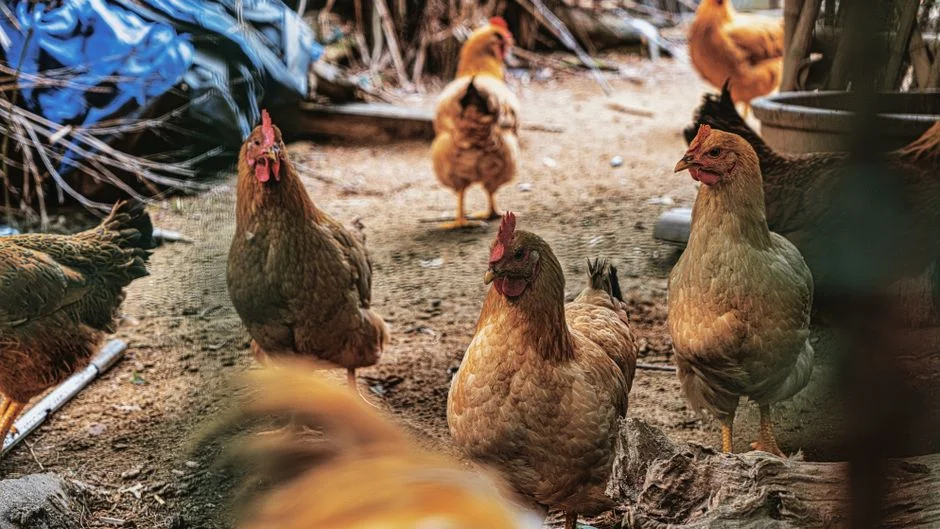 Chicken Fence Buyer's Guide: What to Know Before Buying