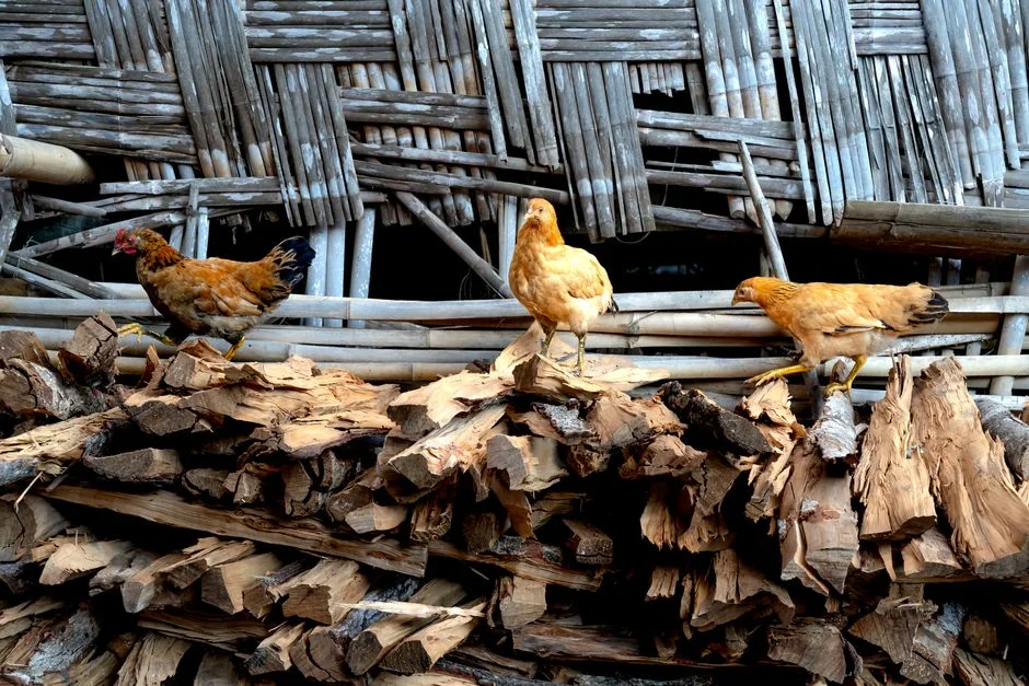 Chicken Coop Fan and Ventilation Guide: What to Know