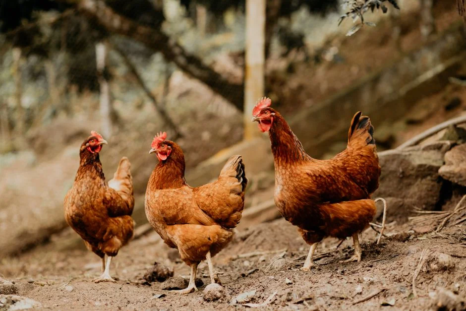 Chicken Coop Heater Buyer's Guide: Types and Options