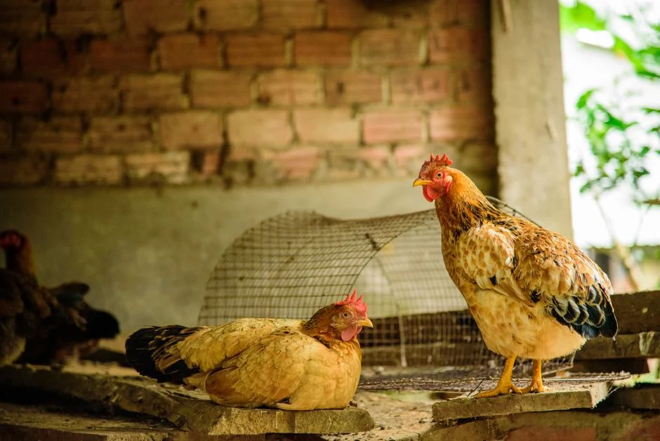 Solar Chicken Coop Light Buyer's Guide: What to Know