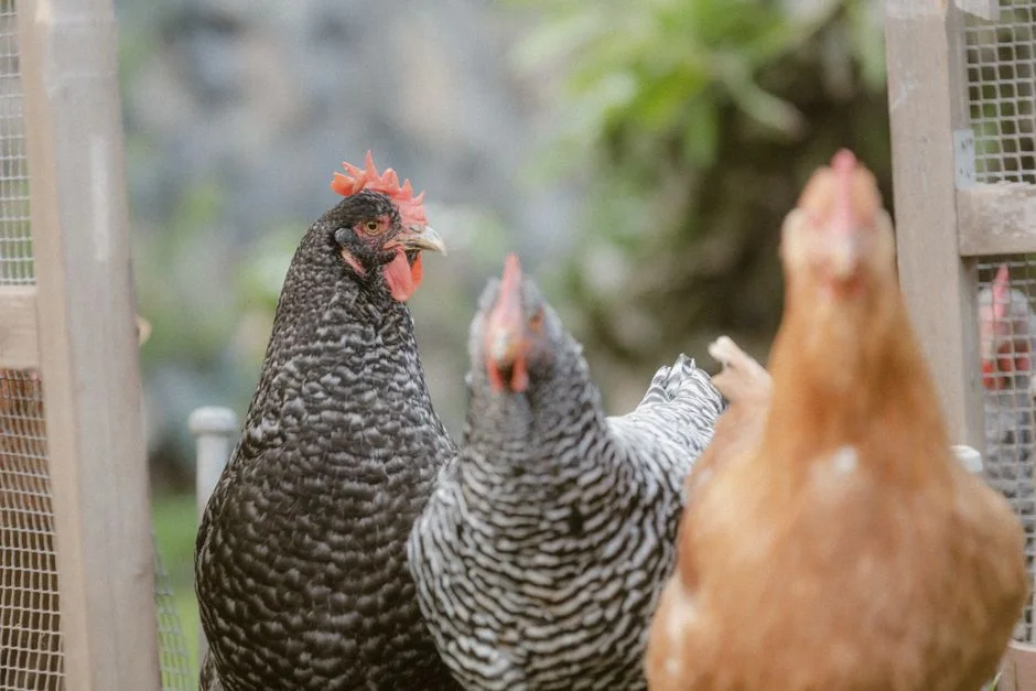 Winter Chicken Coop Guide: What to Know Before Buying