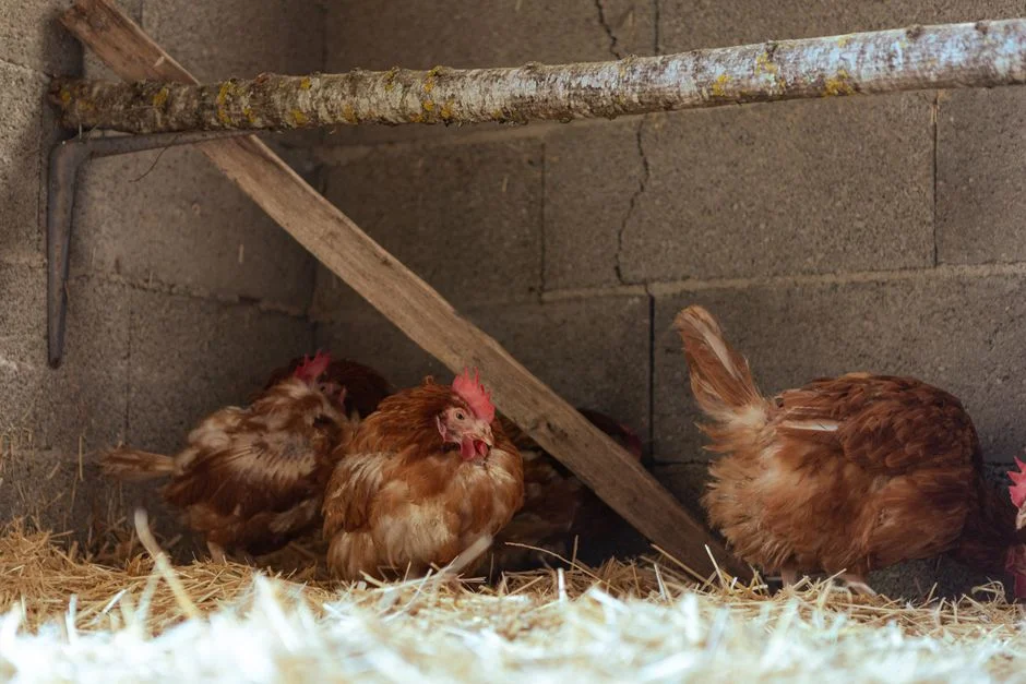 Best Chicken Coops for 8 Chickens: A Buyer's Guide