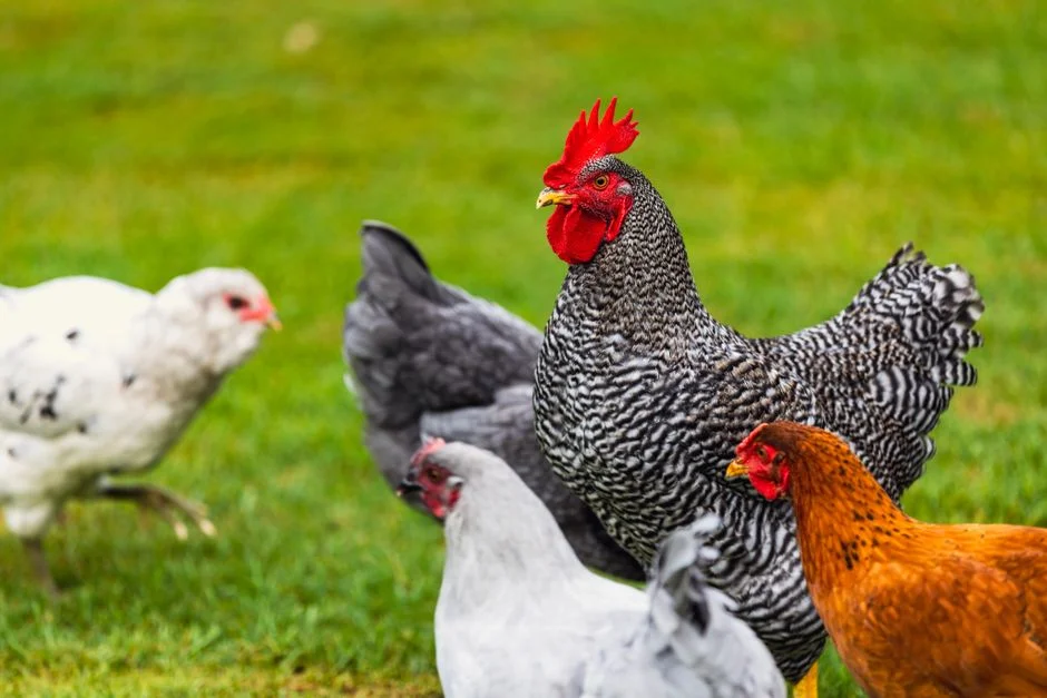 How Long Do Fresh Eggs Last: Storage Guide for Backyard Chickens