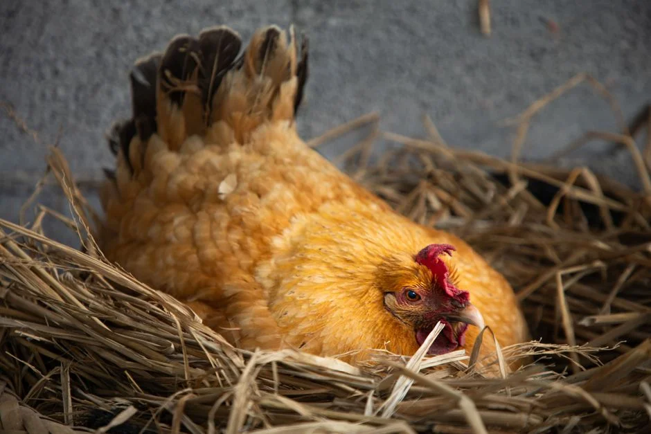 How to Candle Eggs: A Guide to Checking Fertility and Development