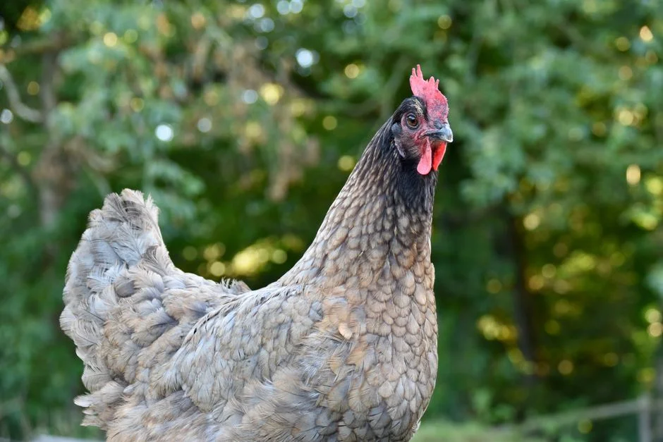 eggs-and-breeds product image