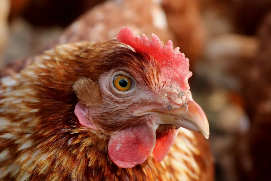 eggs-and-breeds product image