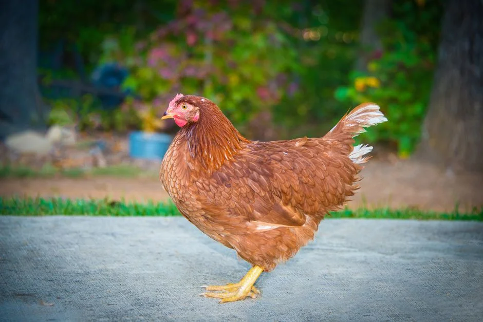 eggs-and-breeds product image