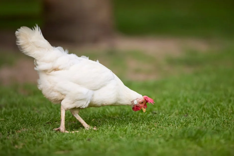 How to Wash Fresh Eggs: Guide to Cleaning and Storage