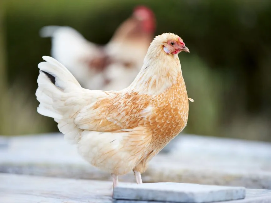 Best Egg Laying Chickens for Backyard Flocks: A Guide