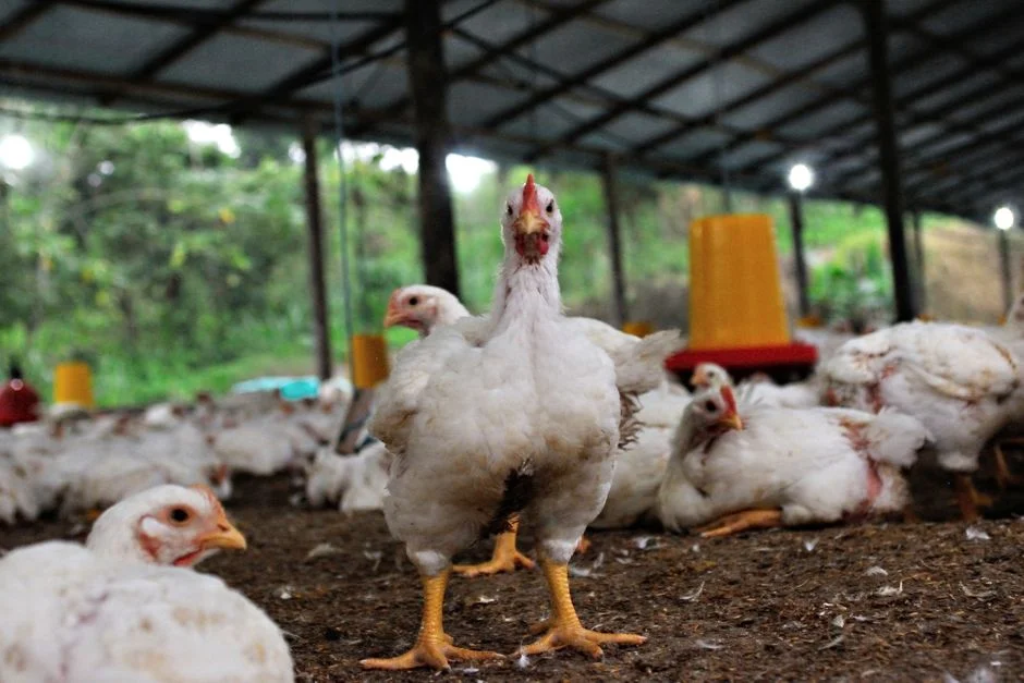 Chicken Mite Treatment Guide: Compare Your Options