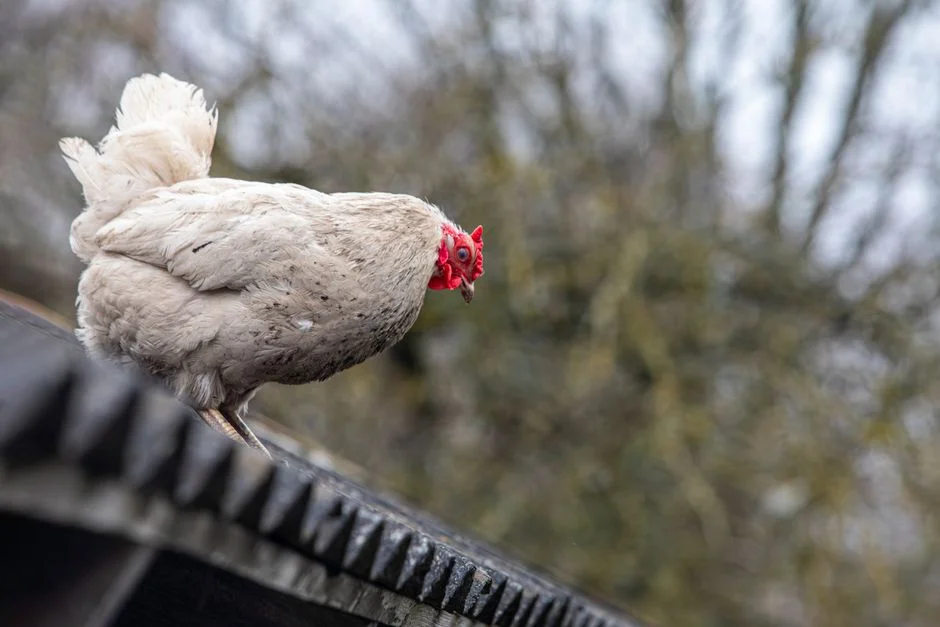 Mealworms for Chickens: A Buyer's Guide to Protein Supplements