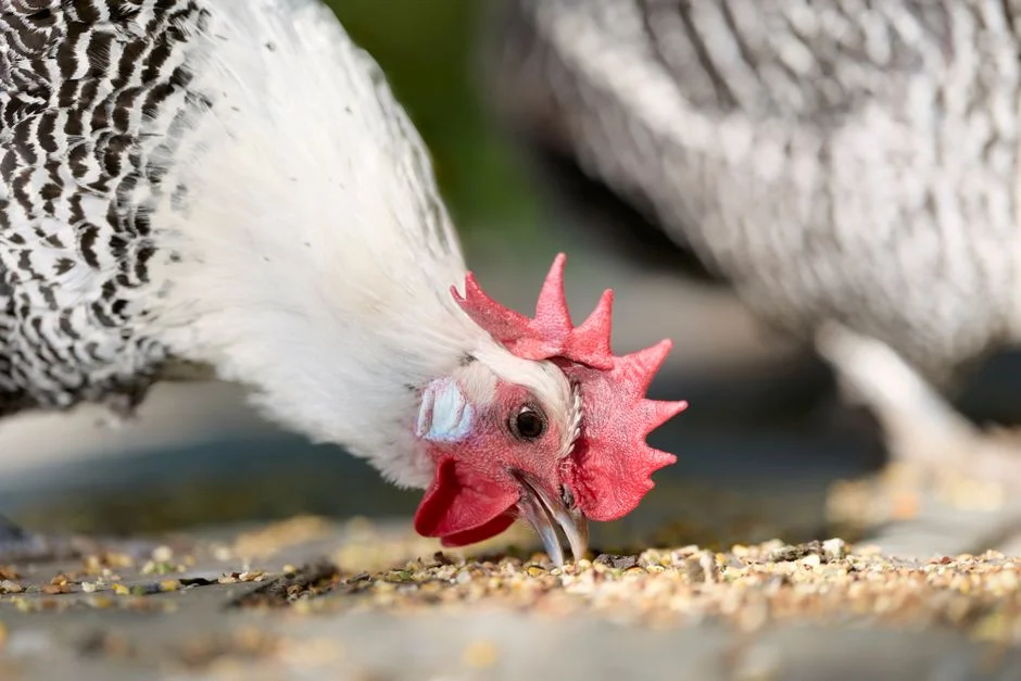 Chicken Grit Buyer's Guide: What to Know Before You Buy
