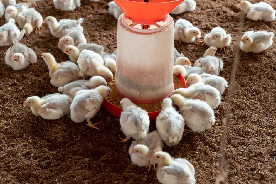 Hanging Chicken Feeder Buyer's Guide: What to Know