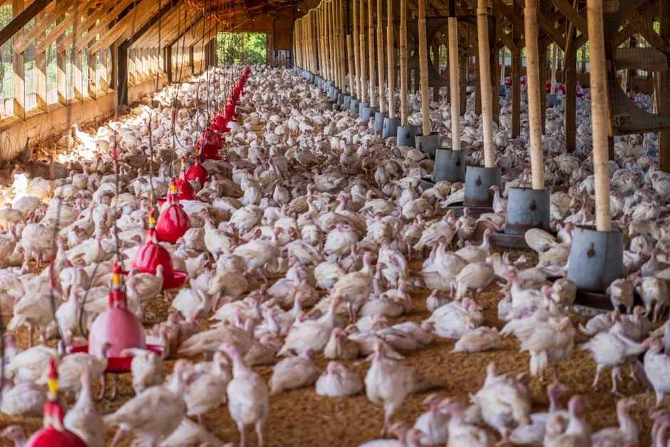 Rat Proof Chicken Feeders: Top Picks for Your Flock
