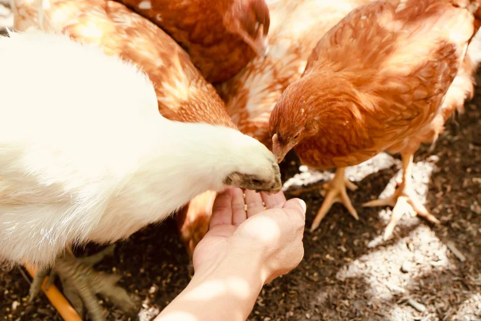 Chicken Feeder Buyer's Guide: Find the Right Feeder for Your Flock