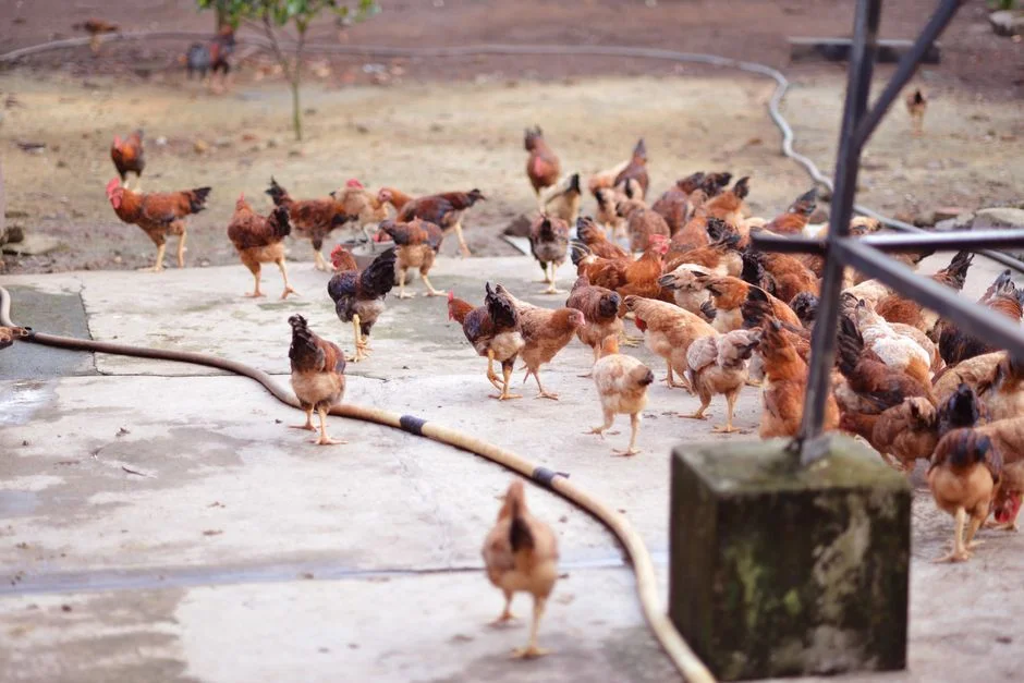 feeders product image