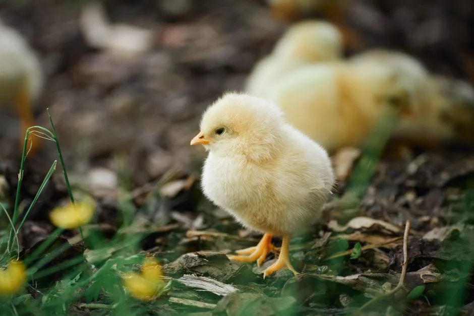 Egg Incubator Buyer's Guide: What to Know Before Buying