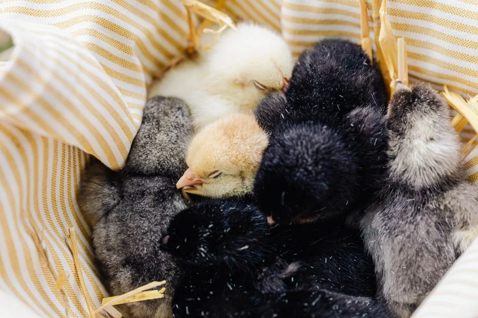Chicken Nesting Boxes Compared: Top Picks for Every Flock Size