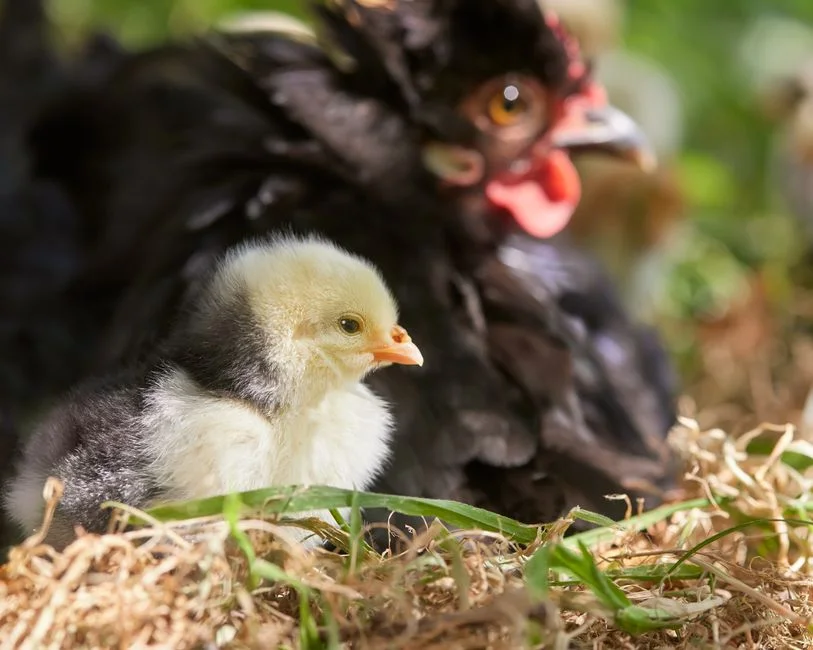 Metal Chicken Nesting Boxes Buyer's Guide: What to Know