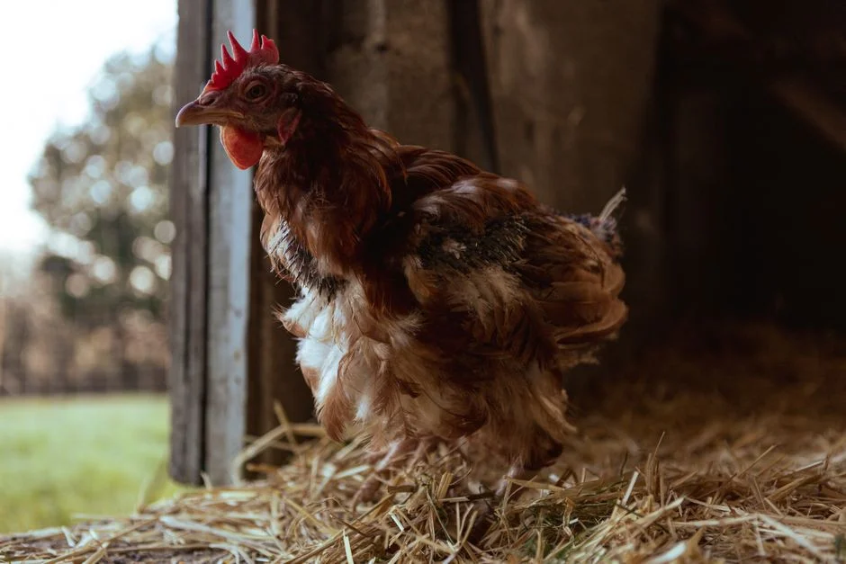 Wooden Chicken Nesting Boxes: A Buyer's Guide