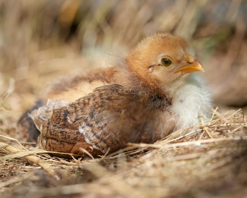nesting product image