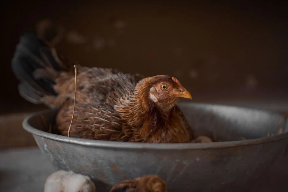 nesting product image