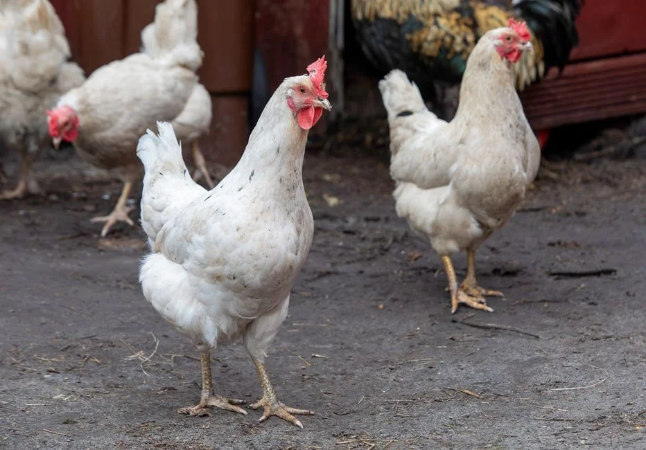 Moveable Chicken Run Buyer's Guide: What to Know