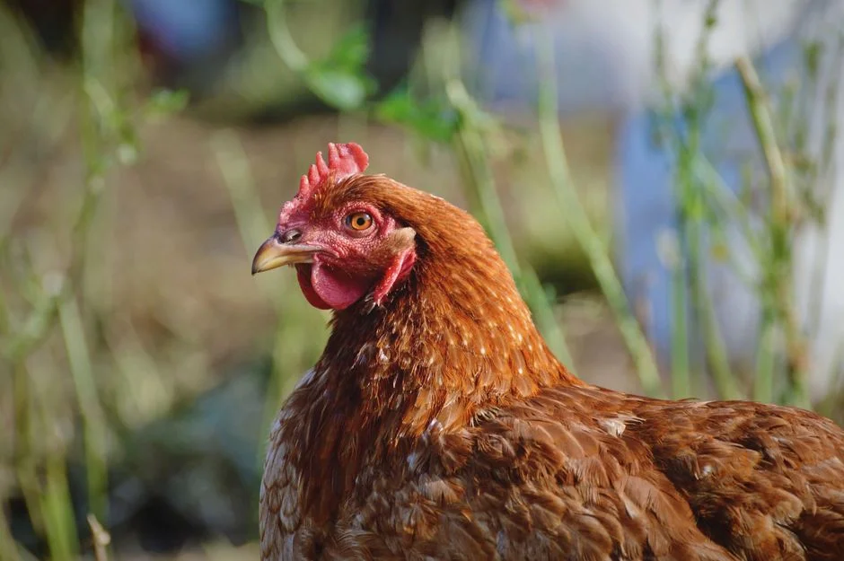 Predator Proof Chicken Runs Reviewed: Metal Enclosures Compared