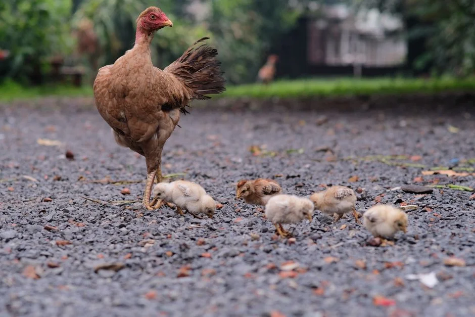 Best Chicken Runs Compared: What to Know Before Buying