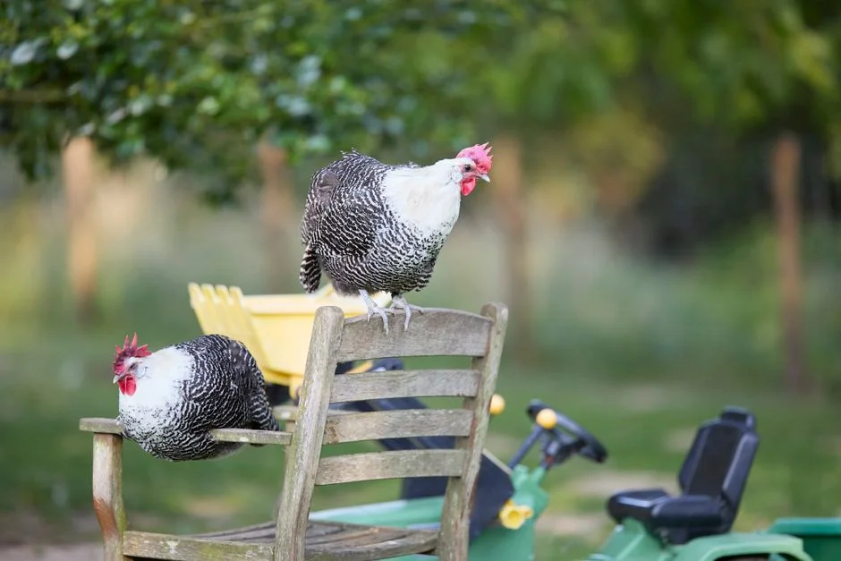 Chicken Tractor with Wheels: Buyer's Guide to Mobile Coops