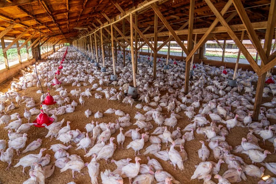 A Frame Chicken Tractor Buyer's Guide: What to Know