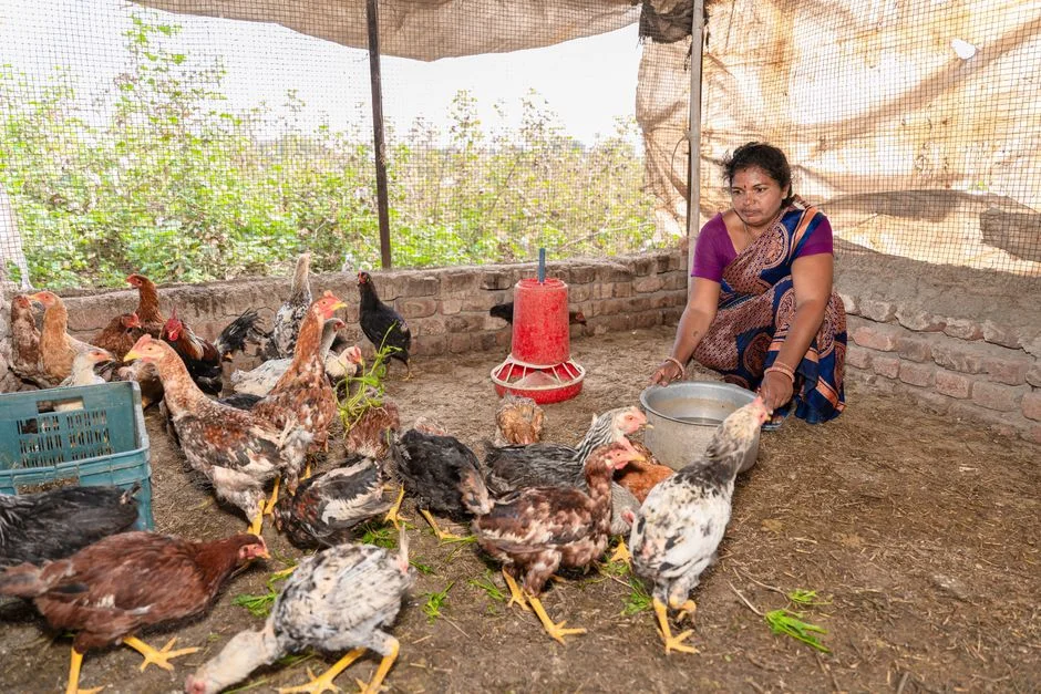 Chicken Tractor Buyer's Guide: Portable Coops Compared