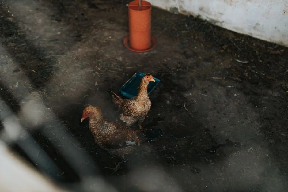Automatic Chicken Waterer Guide: 5 Options Compared