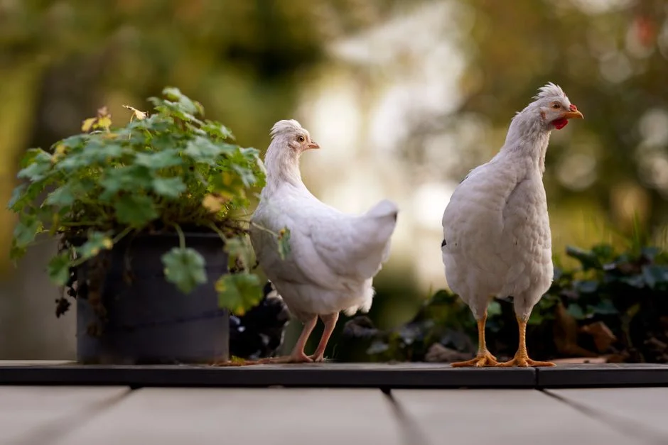 Chicken Nipple Waterer Guide: Compare Systems and Features