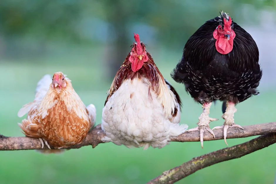 Large Chicken Waterer Guide: What to Know Before Buying